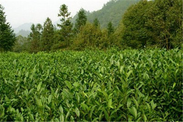 名峰茶业