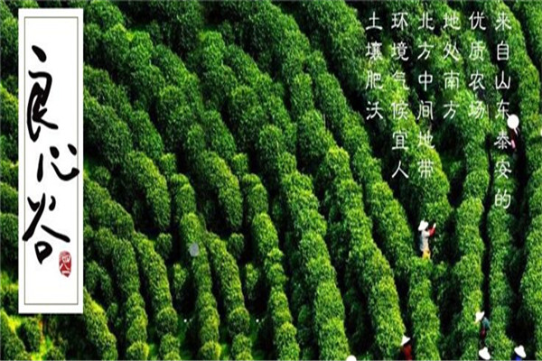 良心谷茶叶