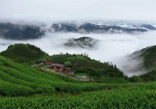 其云茶叶