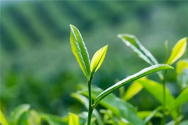 久扬茶业