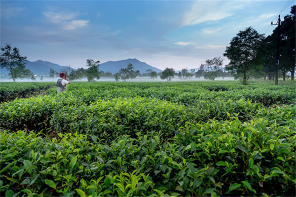 茗典茶业加盟
