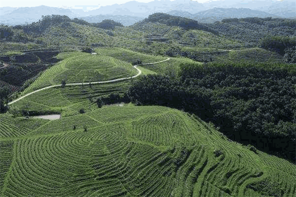 太平猴魁茶加盟