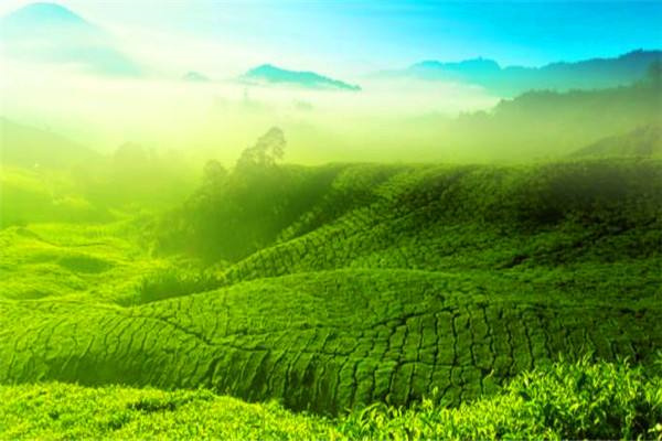 聚朋茶楼