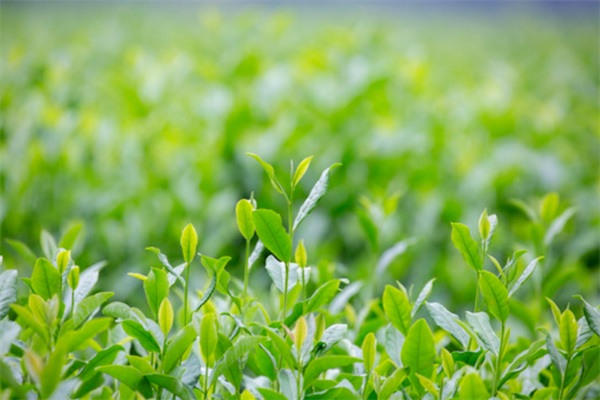 绿缘茶行