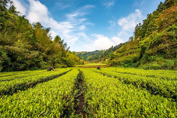 三沃六堡茶业加盟