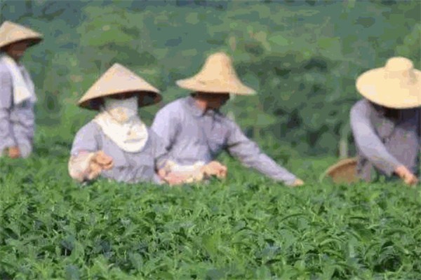 巴马火麻生态茶