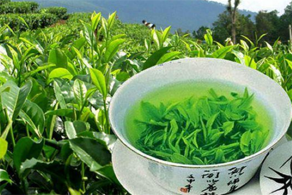 绿缘茶行