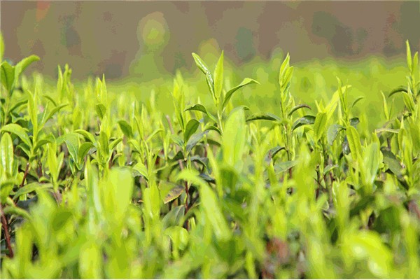 茶生缘茶业