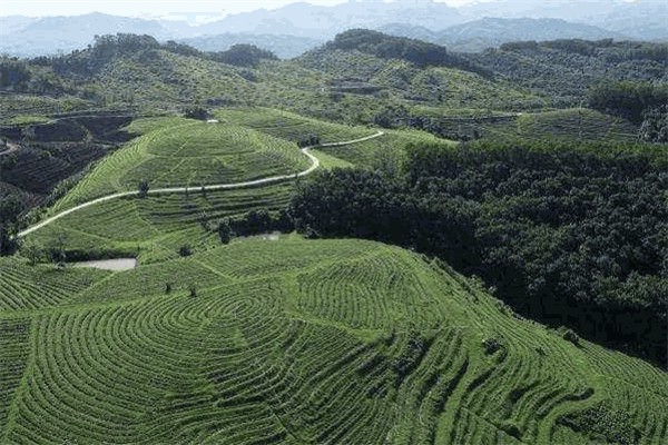 巴马火麻生态茶
