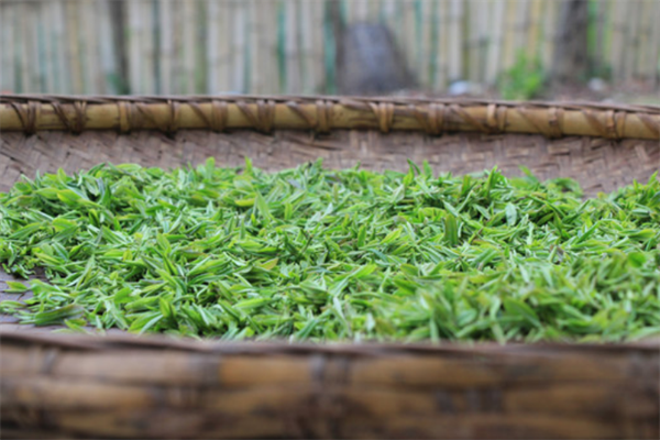 绿缘茶行