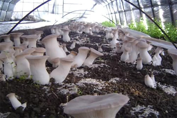珍稀食用菌加盟