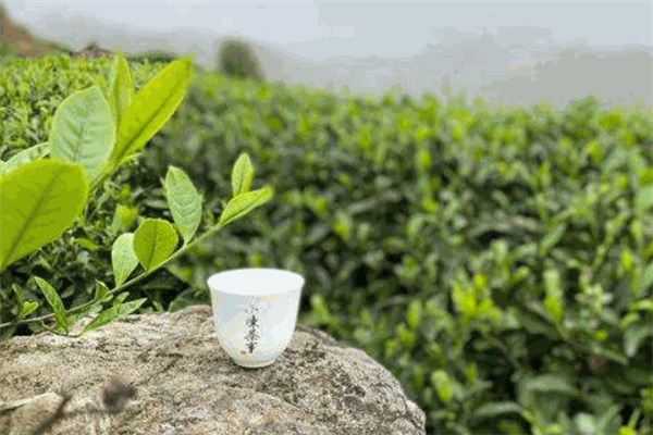 信奕福茶业
