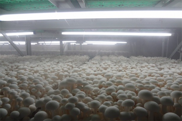 珍稀食用菌加盟