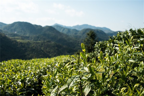 寻茗