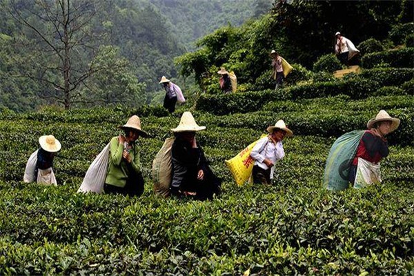 功夫红茶加盟
