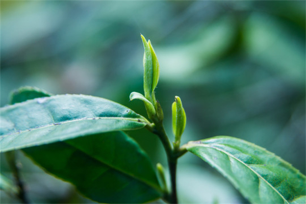 寻茗