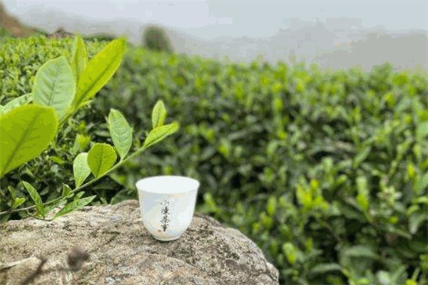 跃华茶叶