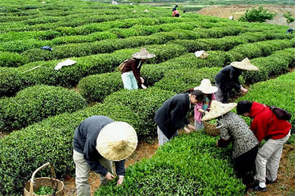 枫茶居茶叶
