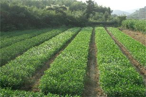 香水茶苗