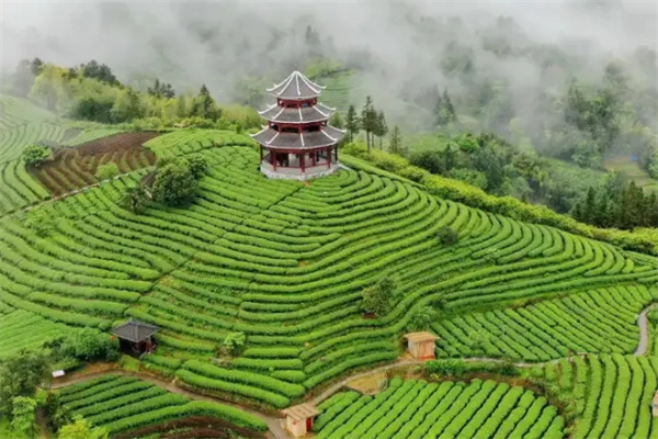 同茂茶业加盟