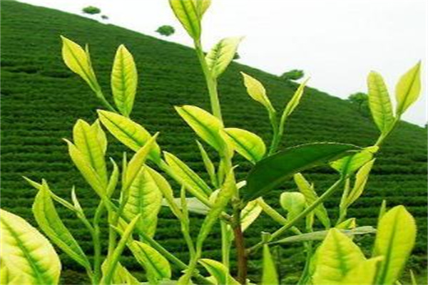 香水茶苗