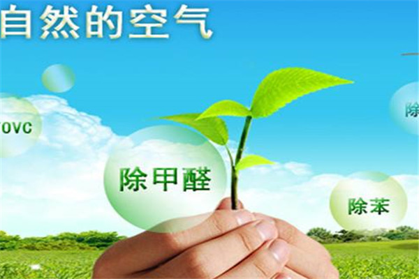 净立方除甲醛加盟
