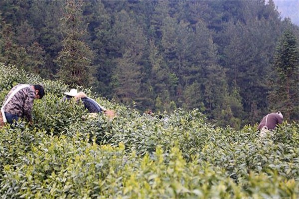 古城茶叶