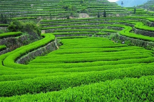 晨晖茶业