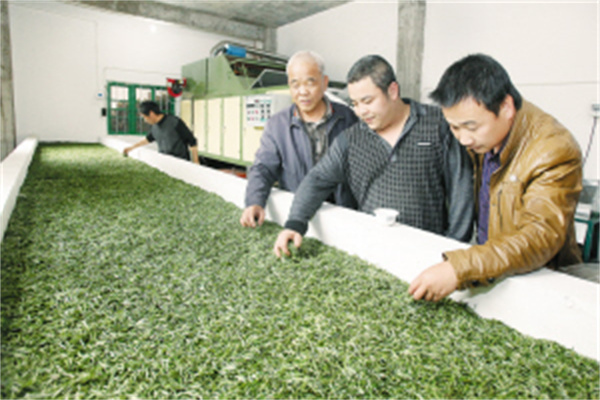 晨晖茶业
