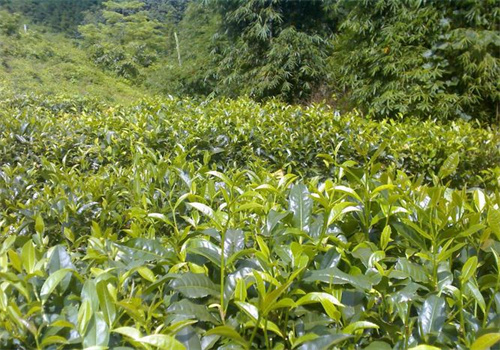 大不同茶叶