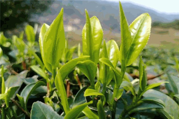 拾遗本草茶叶