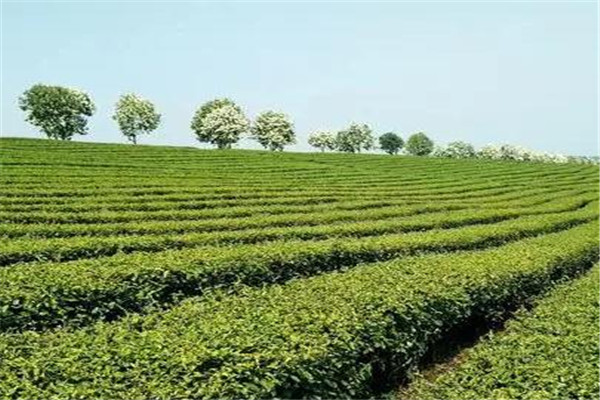 道联茶业