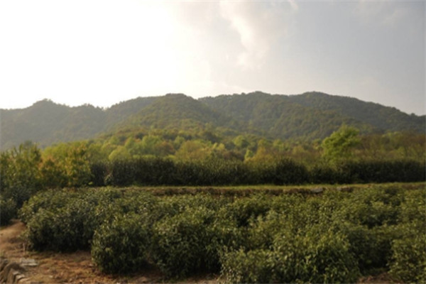 田峰山茶叶