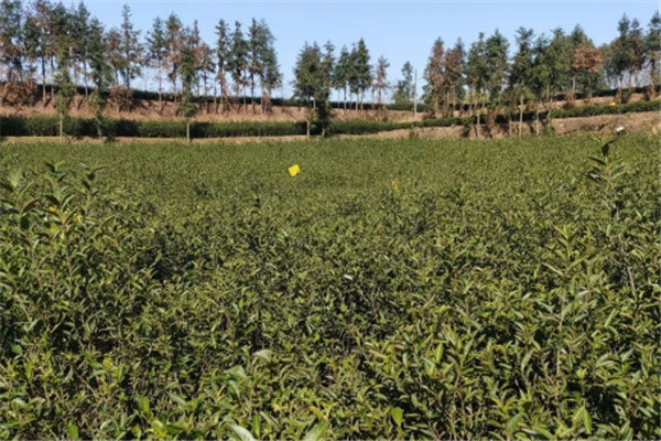 铁香茶叶加盟