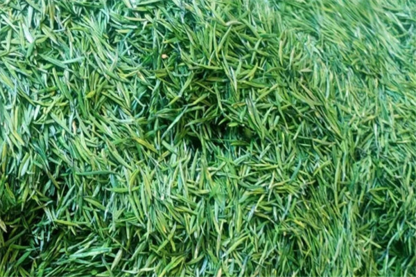 铁香茶叶加盟