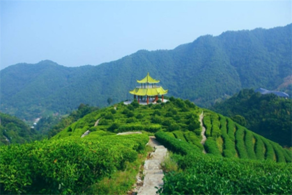 田峰山茶叶