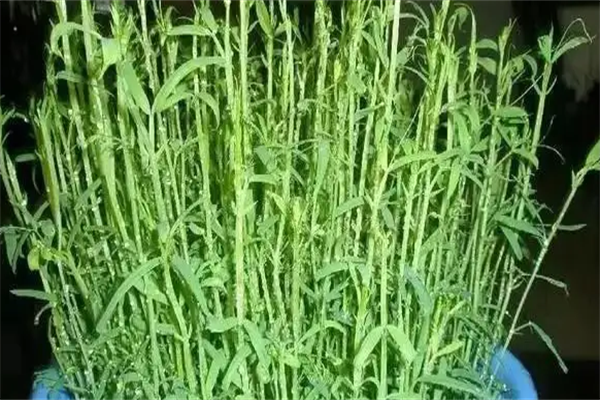 家家喜阳台蔬菜