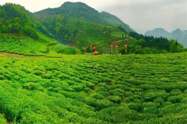 逸神生态茶业加盟