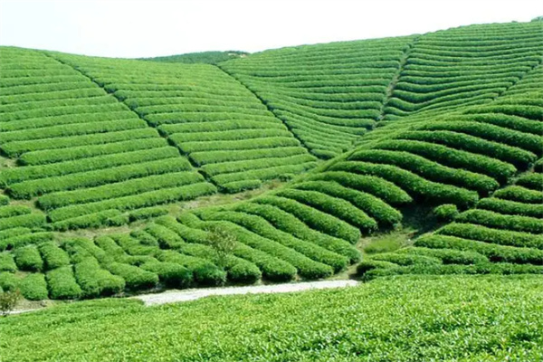 逸神生态茶业加盟