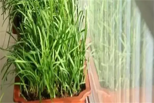 家家喜阳台蔬菜
