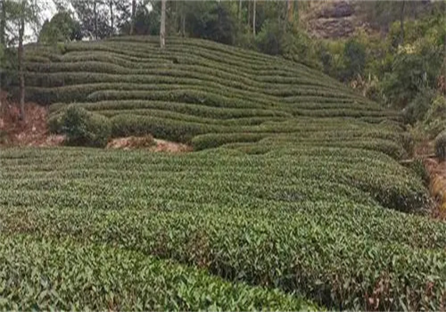 天心正岩