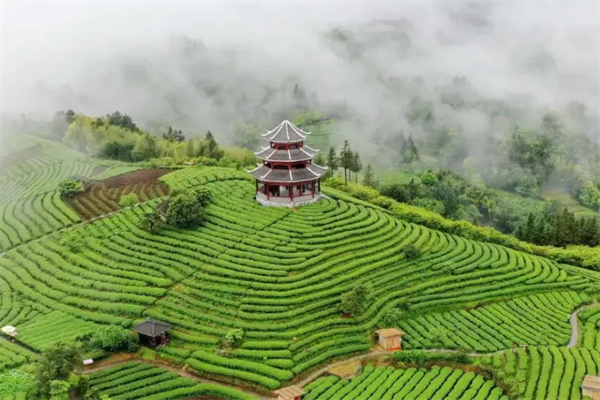 逸神生态茶业加盟