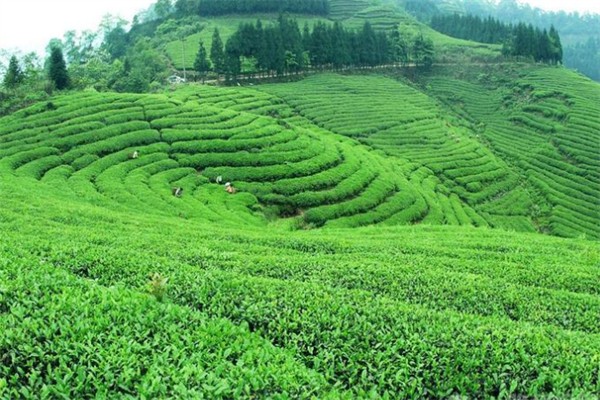 江南春茶业