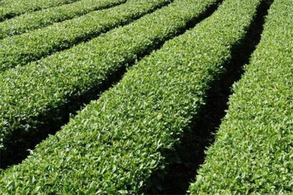 江南春茶业