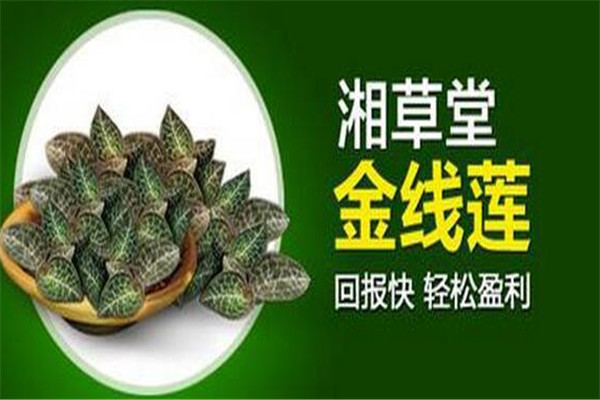 湘草堂金线莲加盟