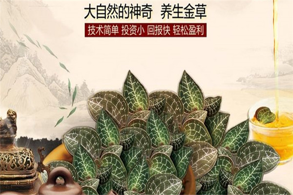 湘草堂金线莲加盟