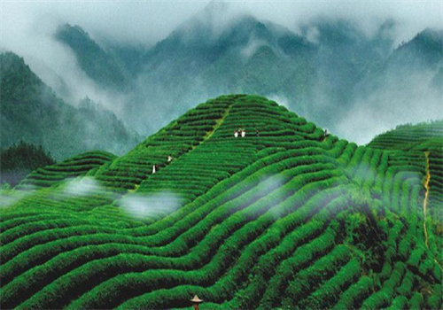 龙生茶业