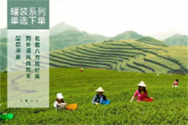 信阳五云茶叶加盟