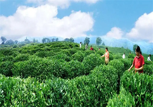 墨脱茶