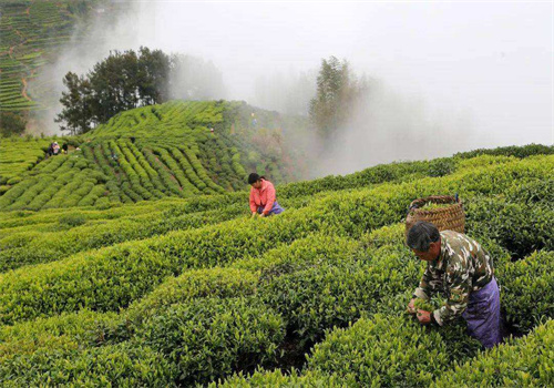 寿宁高山茶